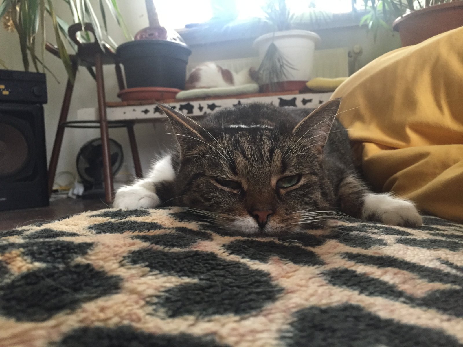 0AF93020-9C49-4B7E-A9E0-A2D9034C8937.jpeg