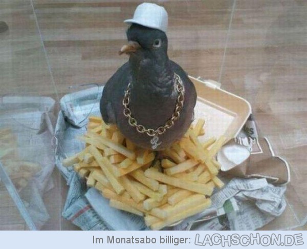 105317_hiphoptaube.jpg
