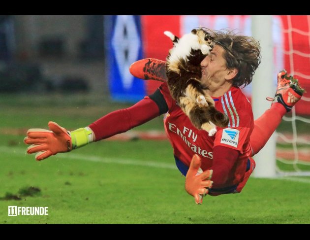 11f_katzenfaenger3.jpg