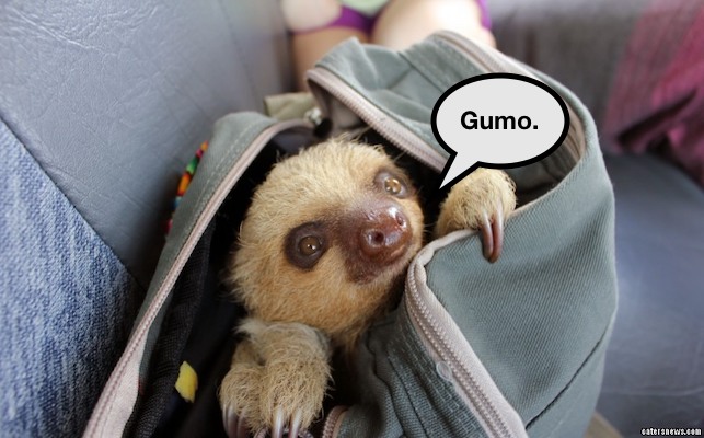 1_CATERS_BABY_SLOTH_RESCUED_02-800x498.jpg