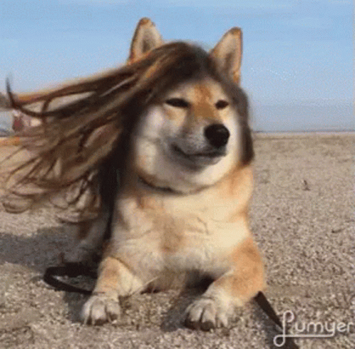 1d73fd5b39730fd356b482128eb3746a.gif