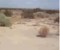 1Zbeweu52ZaQE.gif.gif