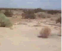 1Zbeweu52ZaQE.gif
