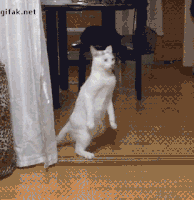 200.gif