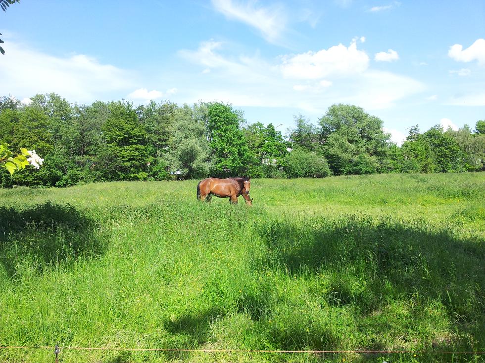 20140520_155512.jpg