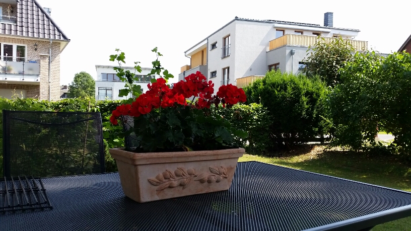 2015-07-24 11.54.15.jpg
