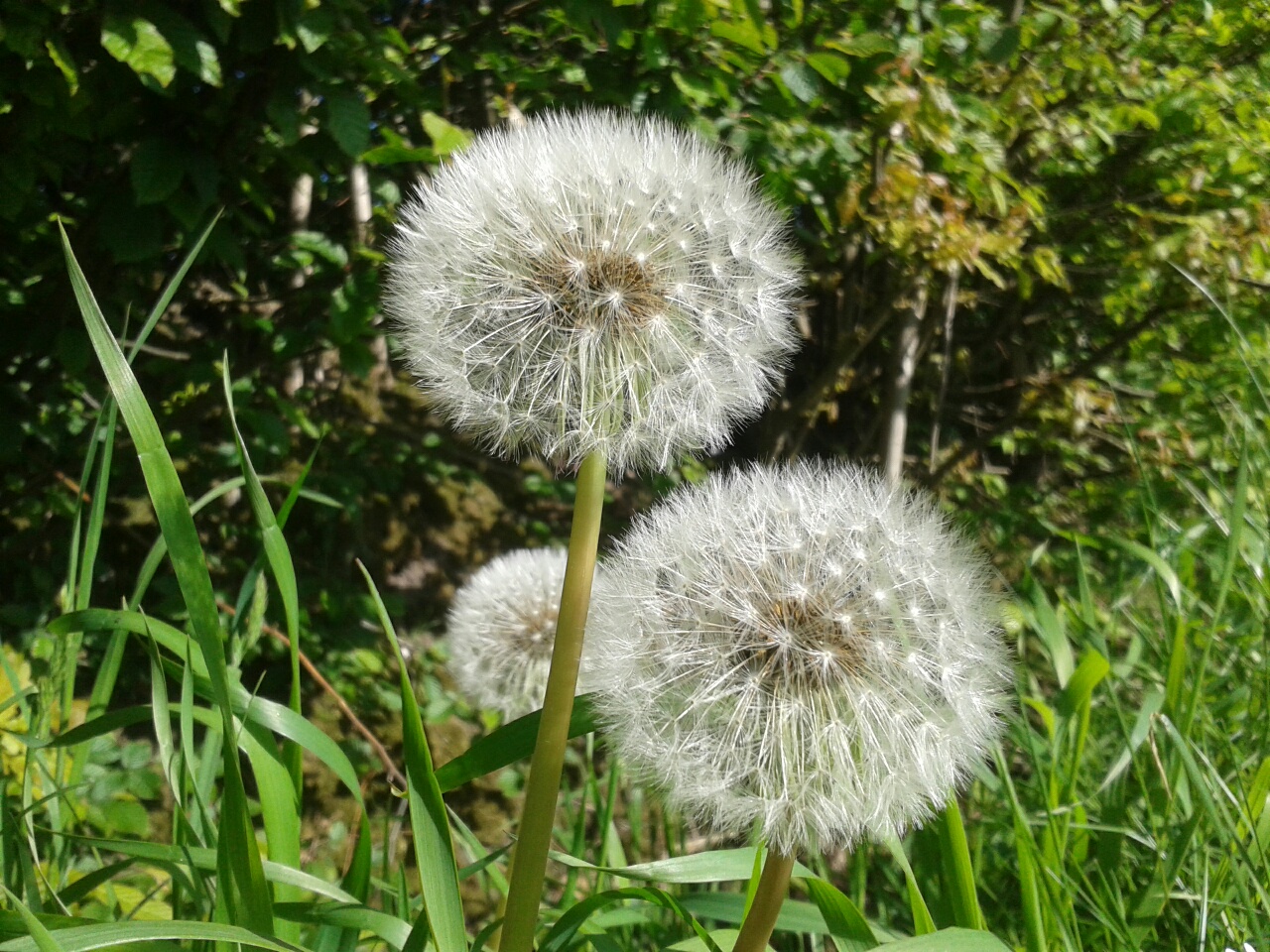 20150524_172507_resized_1.jpg