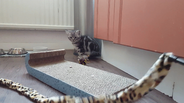 20170205_092623-ANIMATION.gif