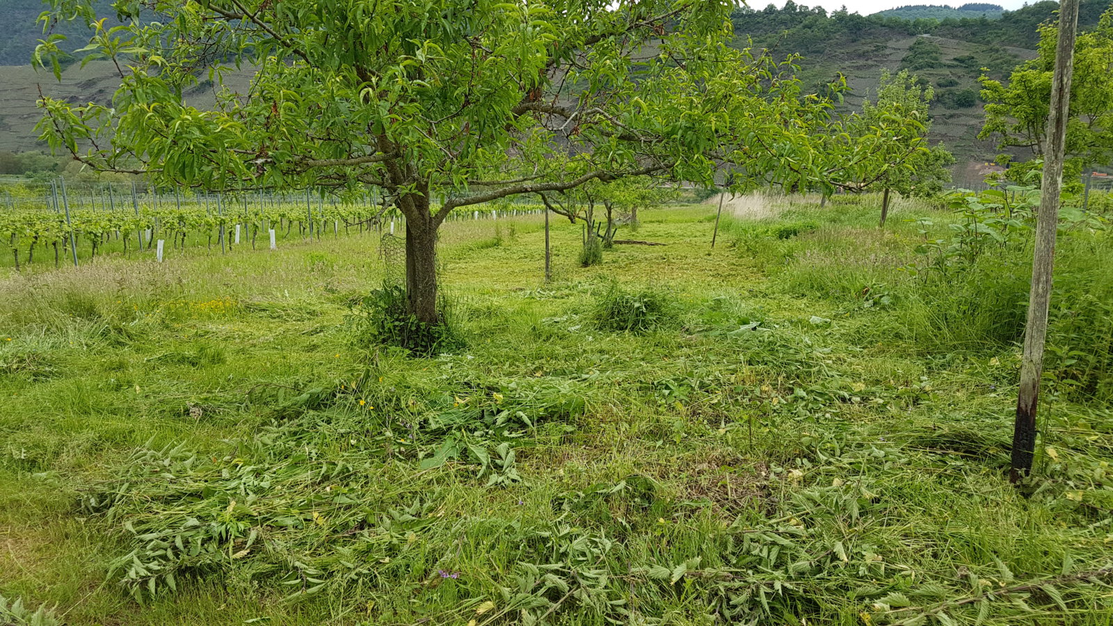 20170524_152947.jpg
