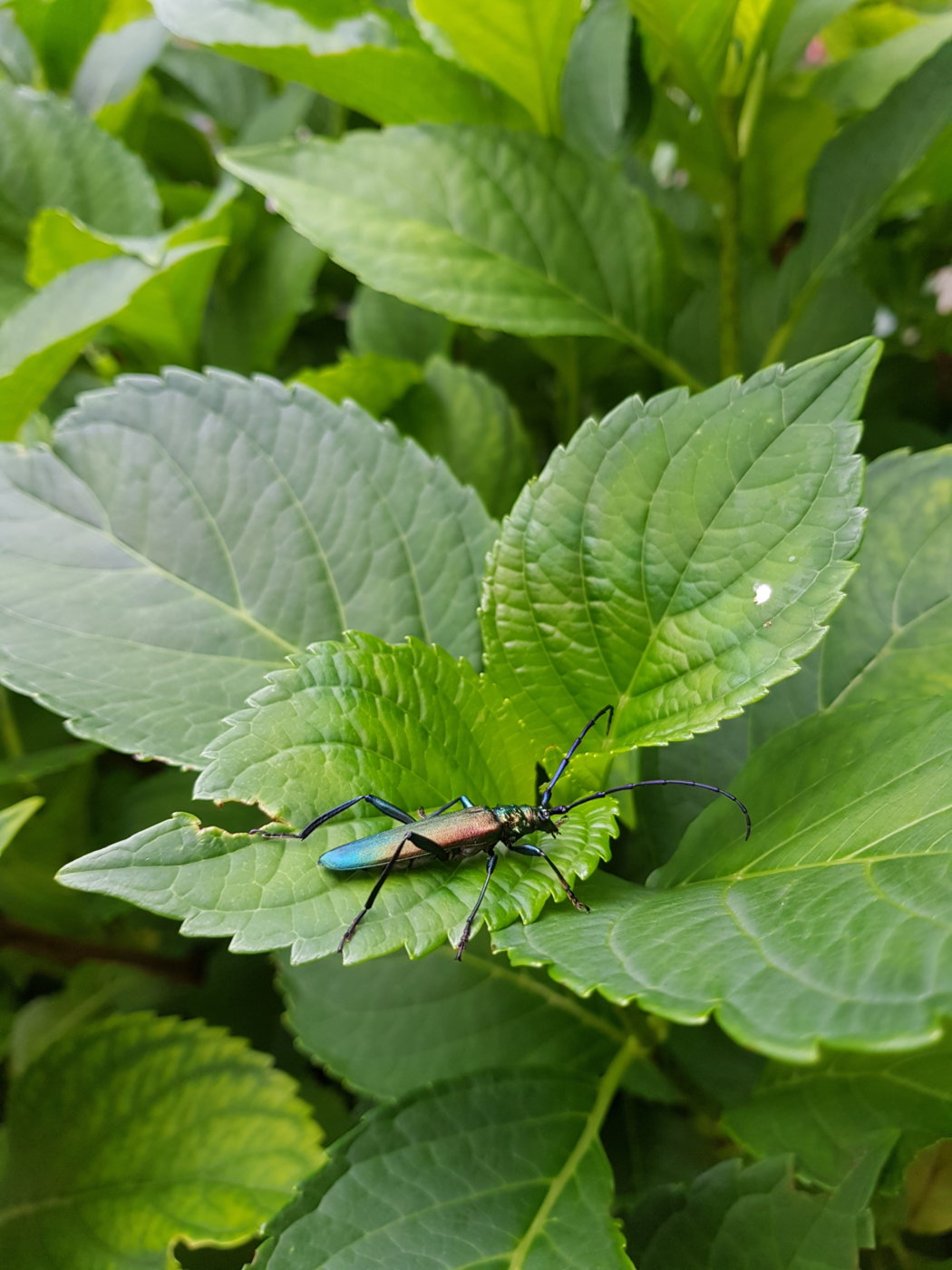 20170715_201610.jpg
