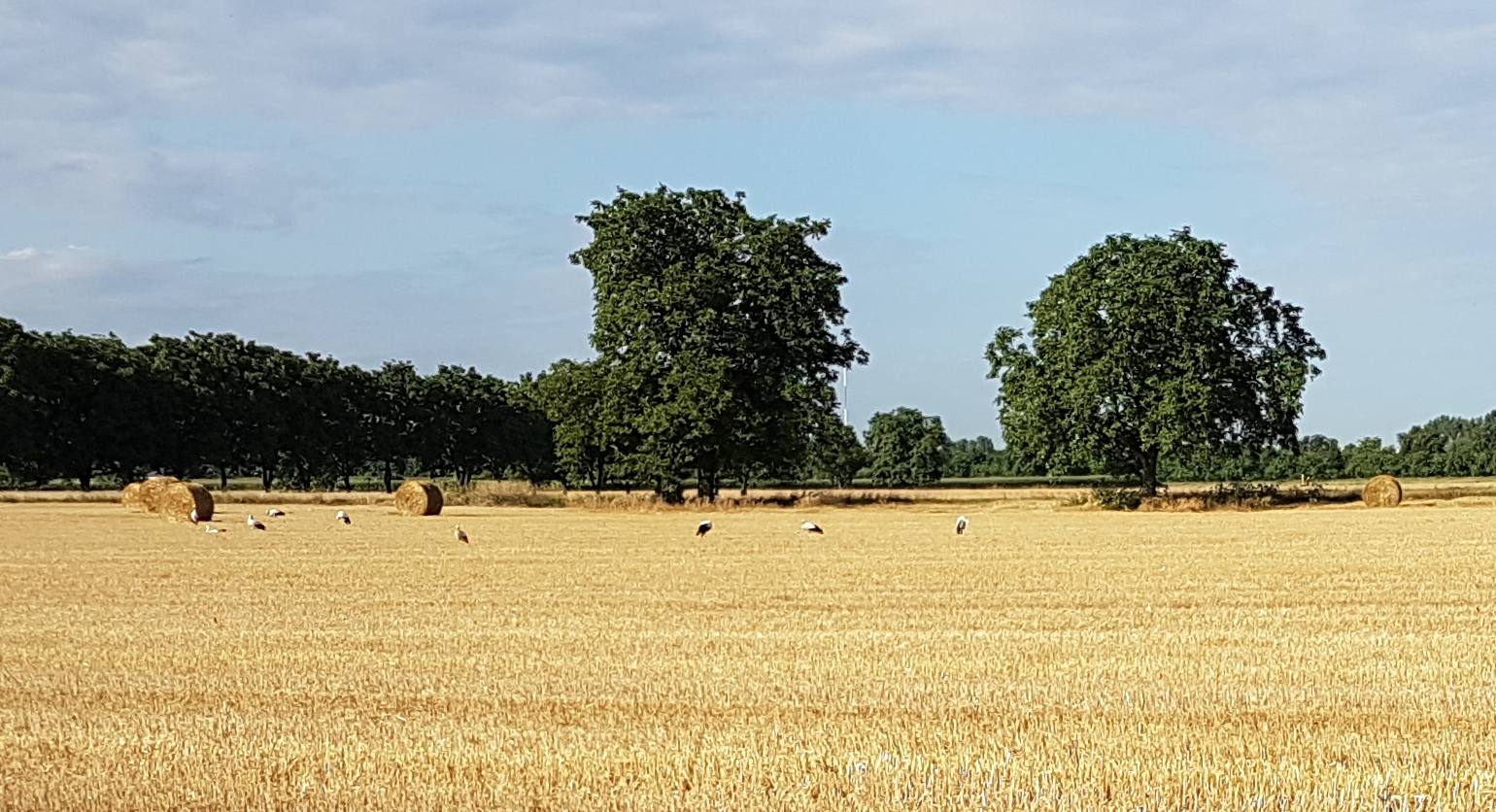 20170721_084738.jpg