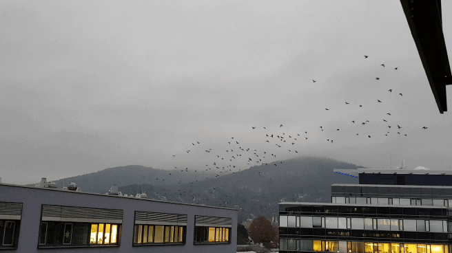 20171205_162412_2.gif