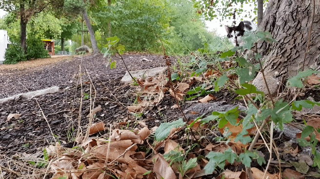 20180923_111529_1.gif