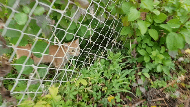 20181012_080907_1.gif