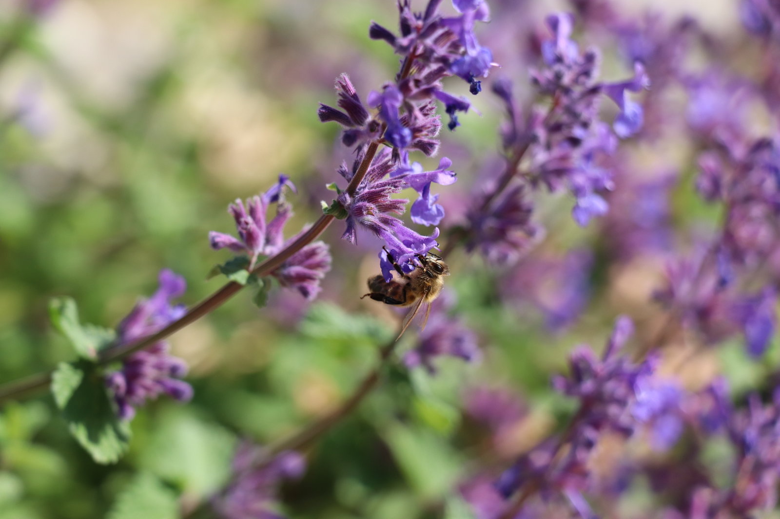 20190519172254_IMG_1453[1].JPG