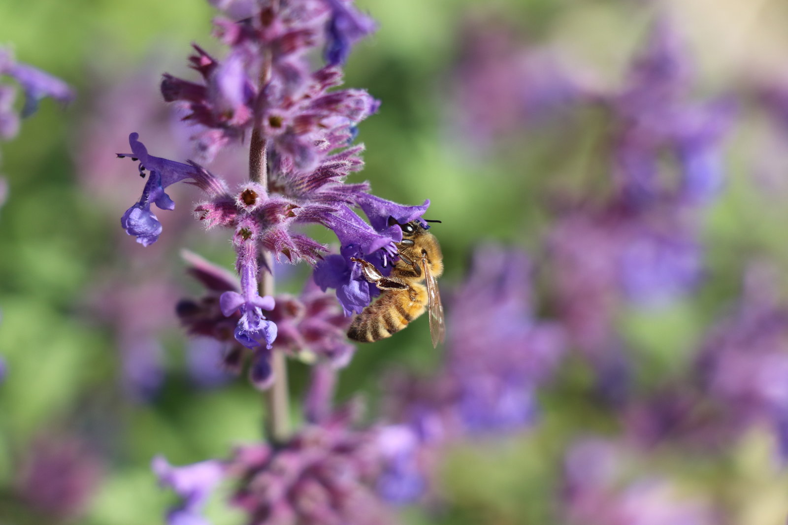 20190519172505_IMG_1466[1].JPG