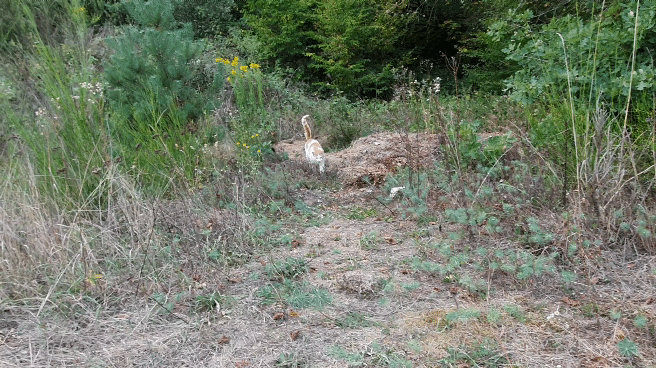 20190905_182947_1.gif