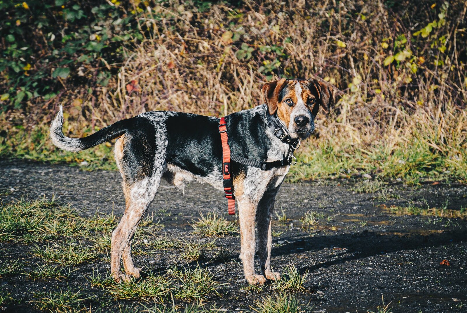 20191215_Spaziergang mit Benny_16.jpg