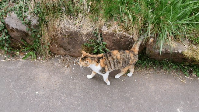 20200413_140109_1.gif