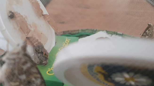 20200613_102143_1.gif