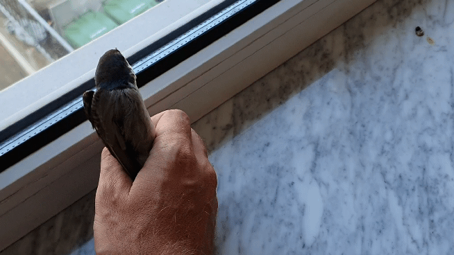 20200715_170339_1.gif