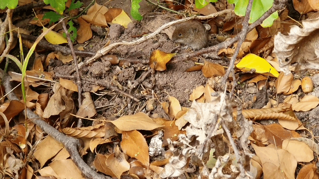20201022_164646_1_1.gif