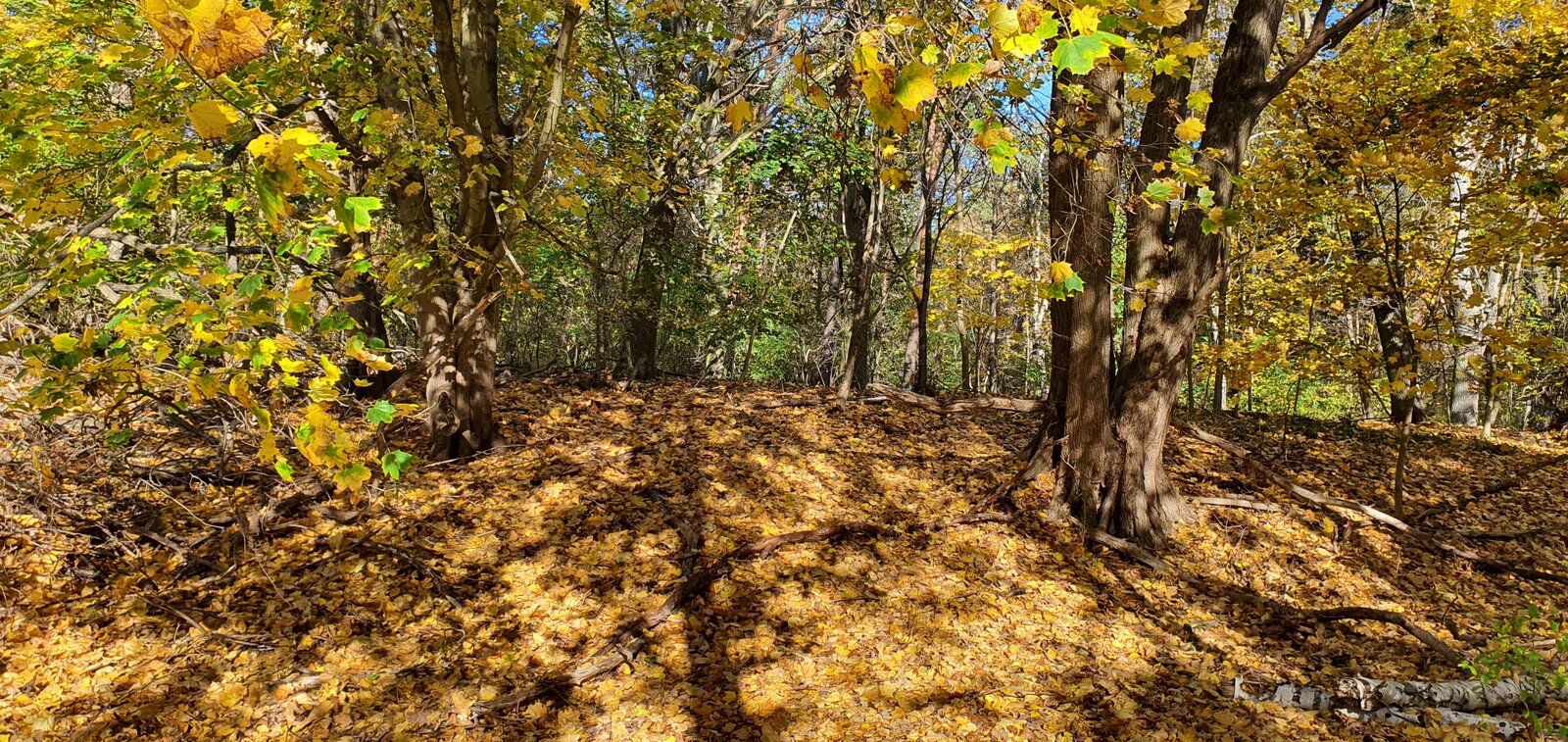 20201103_122713.jpg