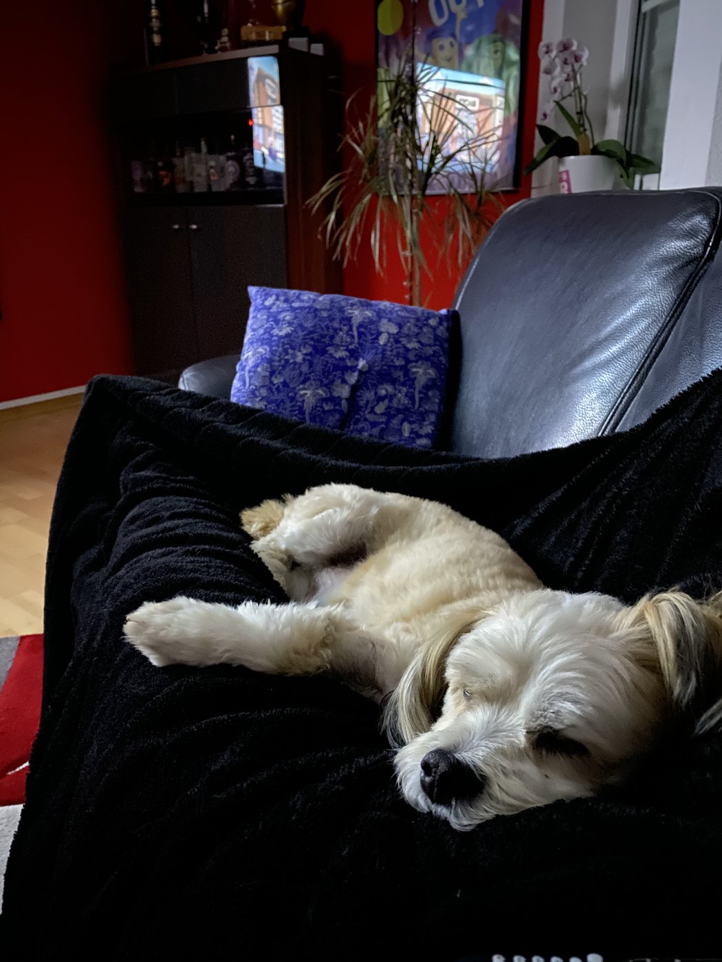 20201211_062529040_iOS.jpg