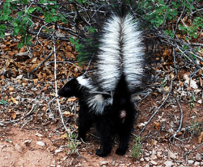 286_skunk_feedback.jpg