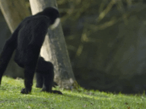 2A96F546-324E-484A-99B2-B9F2FE77CA84.gif