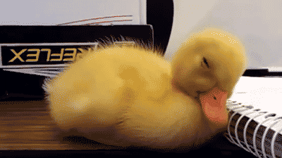 2giphy.gif