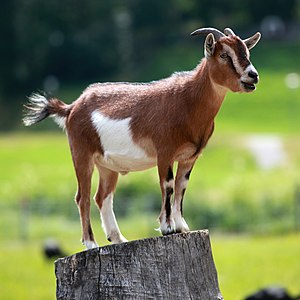 300px-Hausziege_04.jpg