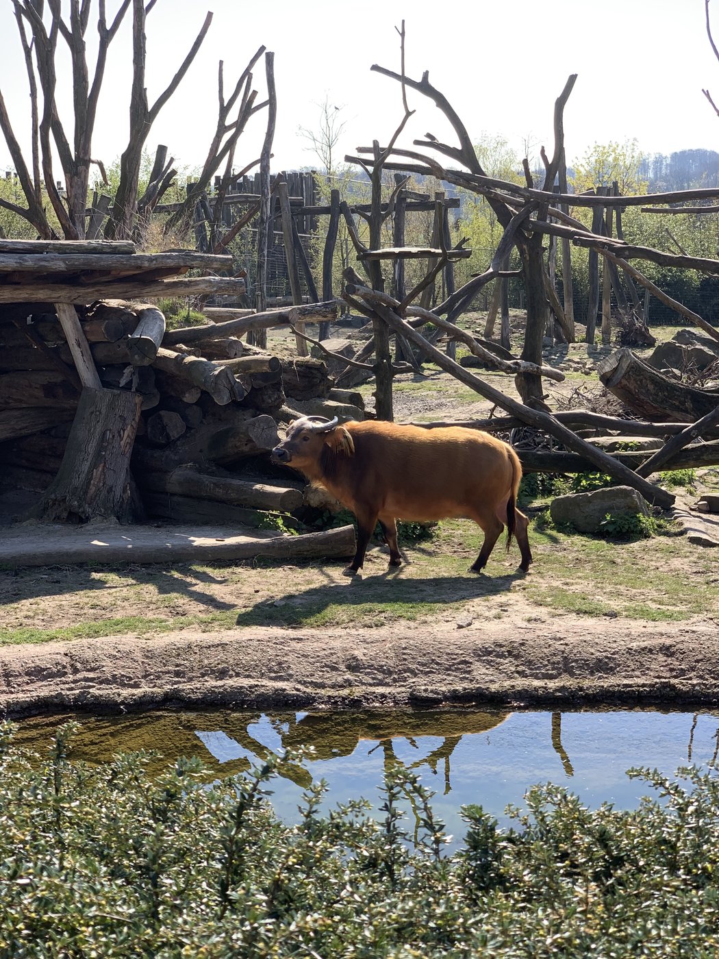 31AC8893-5DB6-460B-8043-E5B2467881E1.jpeg