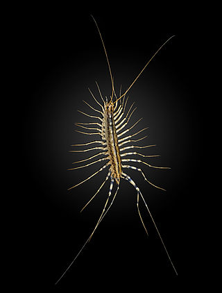 320px-Scutigera_coleoptrata_MHNT_.jpg