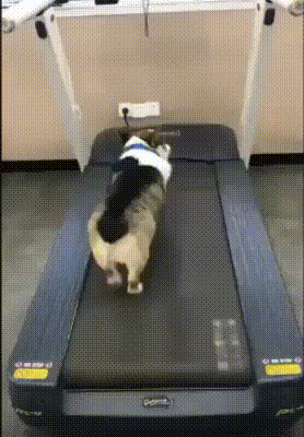 33.gif