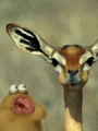 3772496+_c8ed10cab9d2a0c7d2f32cb2ef4c727e.gif