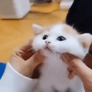44.gif