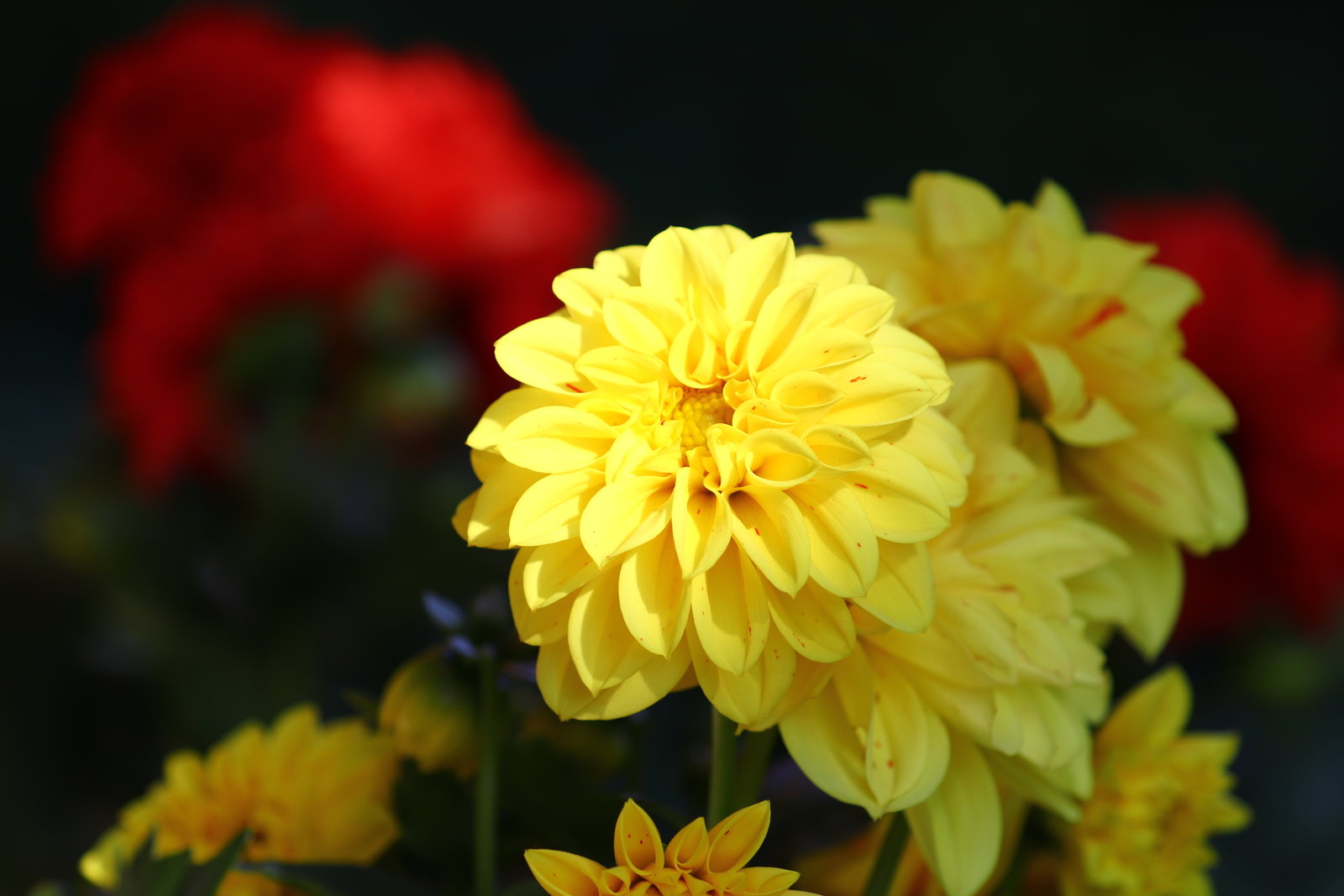 46936608-D418-4B29-87C8-9EC9C2ED26C3.jpeg