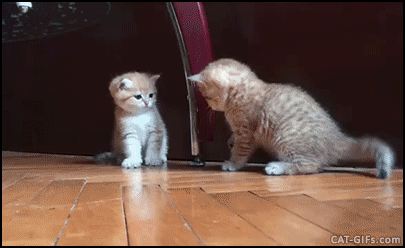 5b0e0fb9-f96b-4eb5-83b9-26f5b06feb07.gif