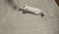 6.gif