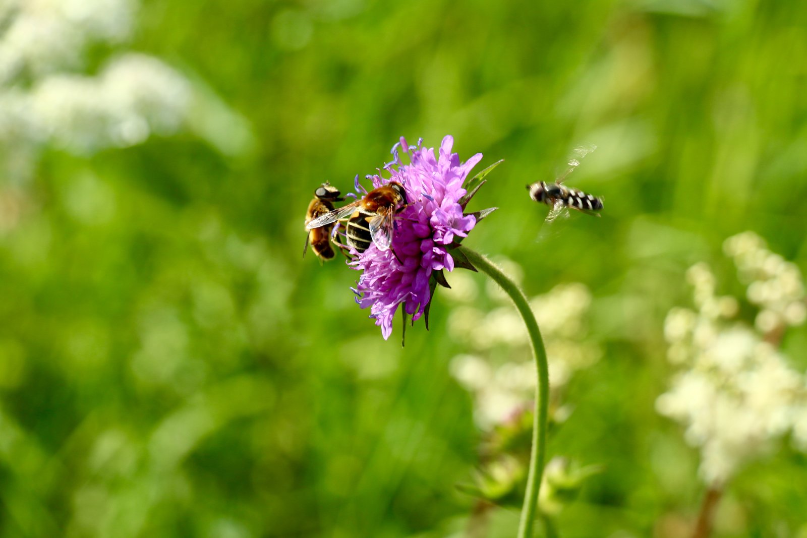 65AE6711-BEBB-4F31-B394-17E539CF0D2B.jpeg