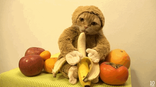 711883-full_monkey-cat-costume-gifs-get-the-best-gif-on-giphy.gif