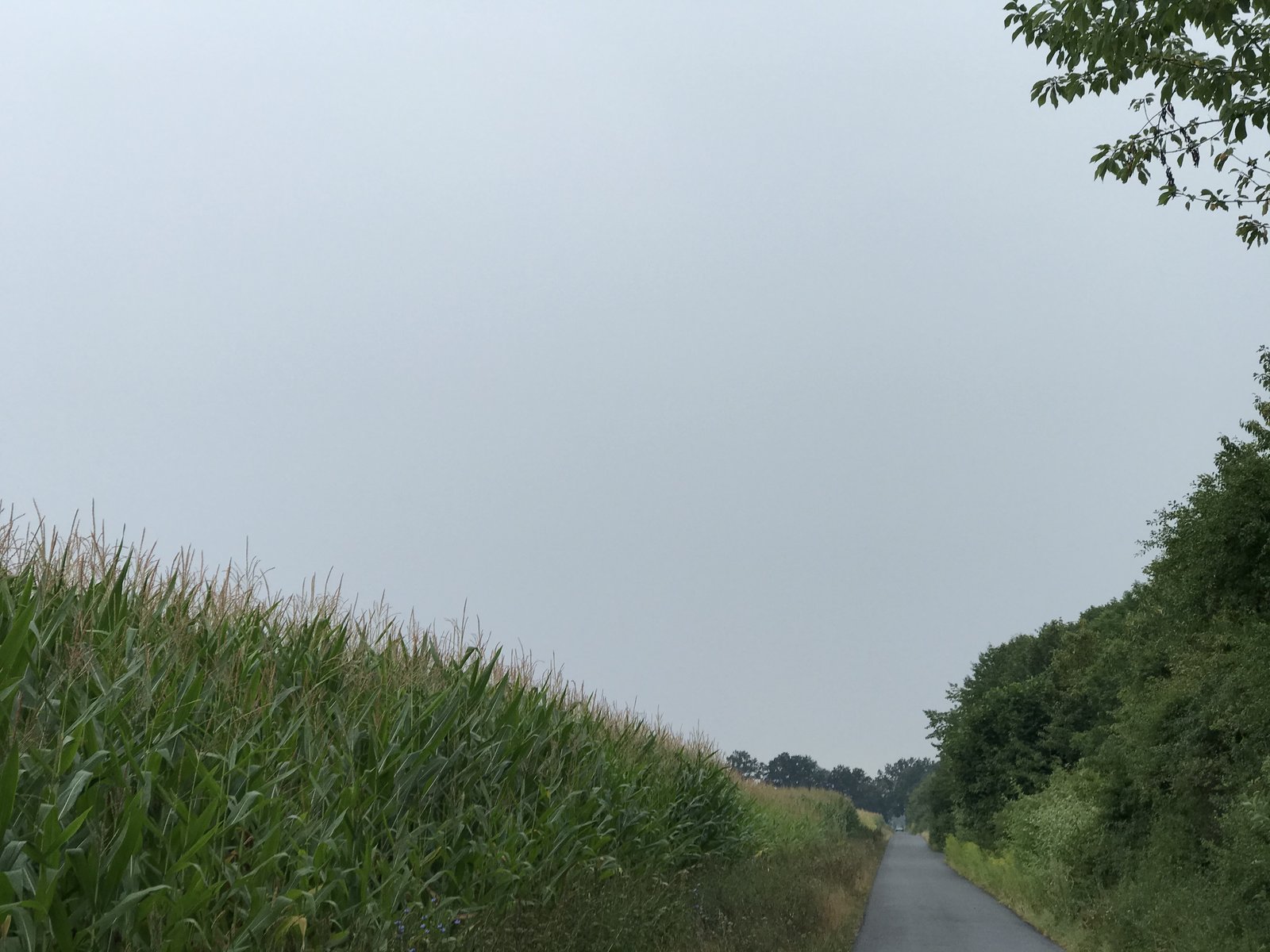 71D43F0F-2BCE-4050-9DA9-7400520040C3.jpeg
