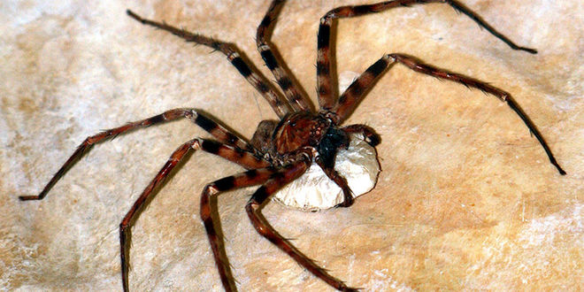 800-07-Heteropoda_maxima_2001_from_Khammouan_Pro--_c_-Petra-Wilfried-Creative-Commons_397cc2d897.jpg