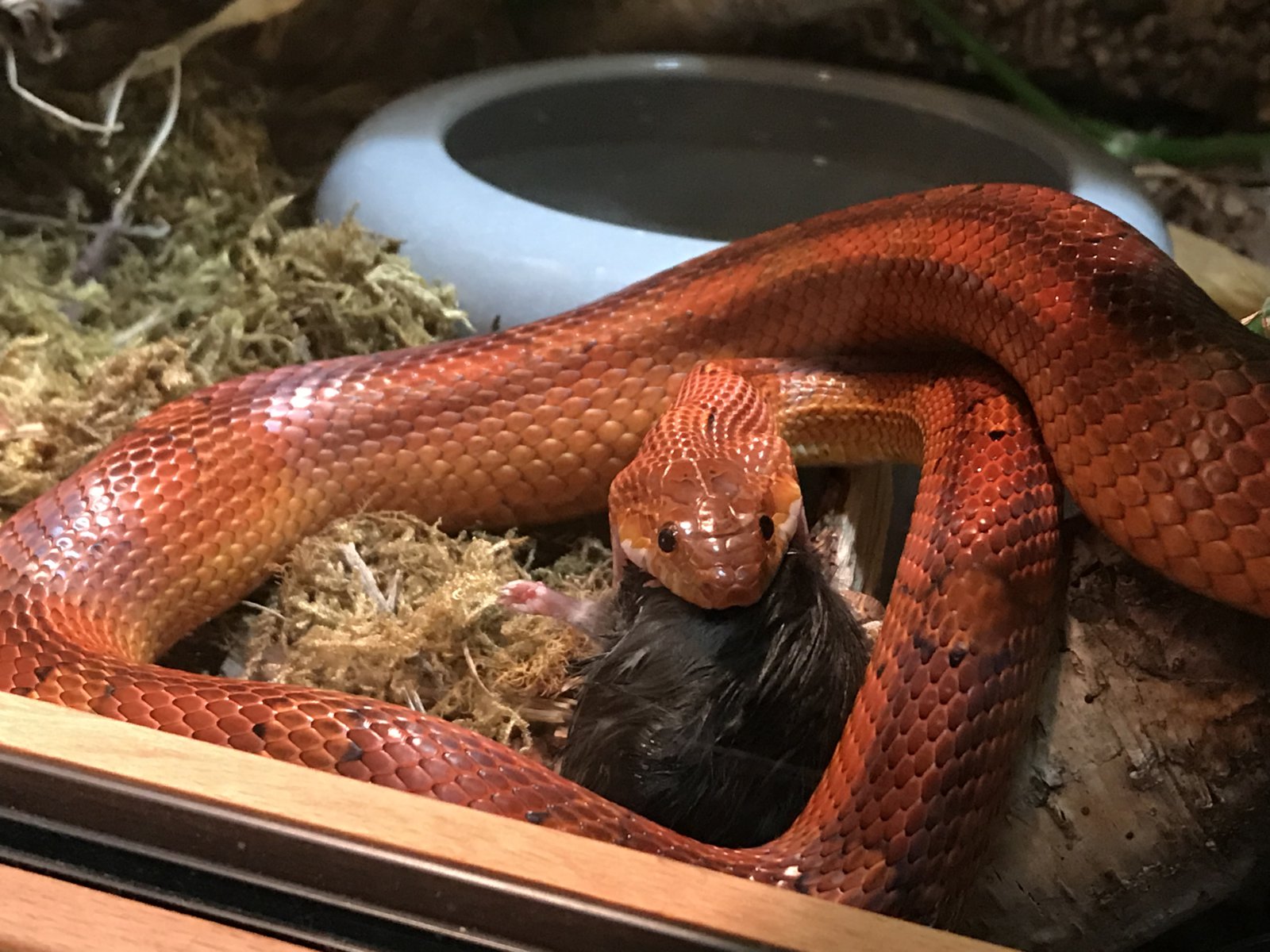 862CFBFB-3D85-41B6-8D64-5396A0AFA078.jpeg