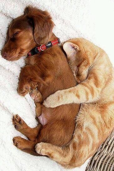 889ab953de362411d11da4ad54dfed31--big-spoon-little-spoon.jpg