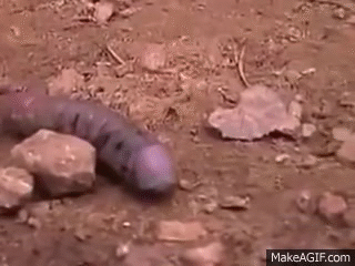 8C0A25A4-F205-4CFB-B95D-831A669CEE99.gif