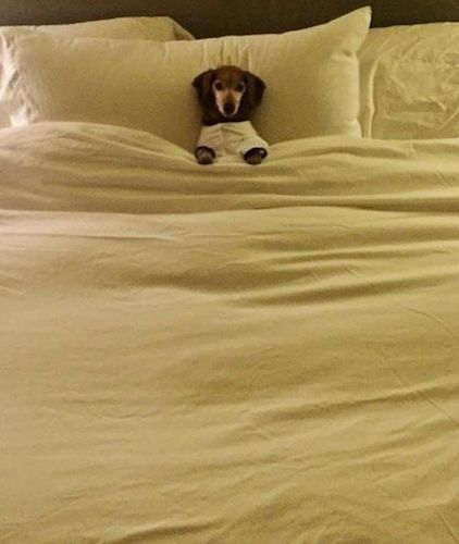 8ede6e082fa4bcf51490cb07d2134fa6--need-sleep-toddlers.jpg