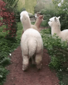 9.gif