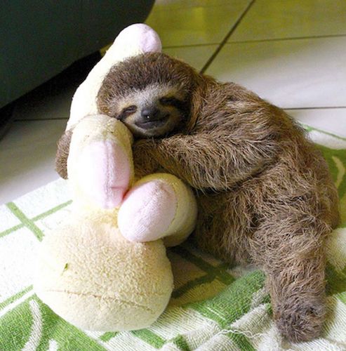 95924287bc1e6a6b9619216e22601cc7--magical-creatures-baby-sloth.jpg